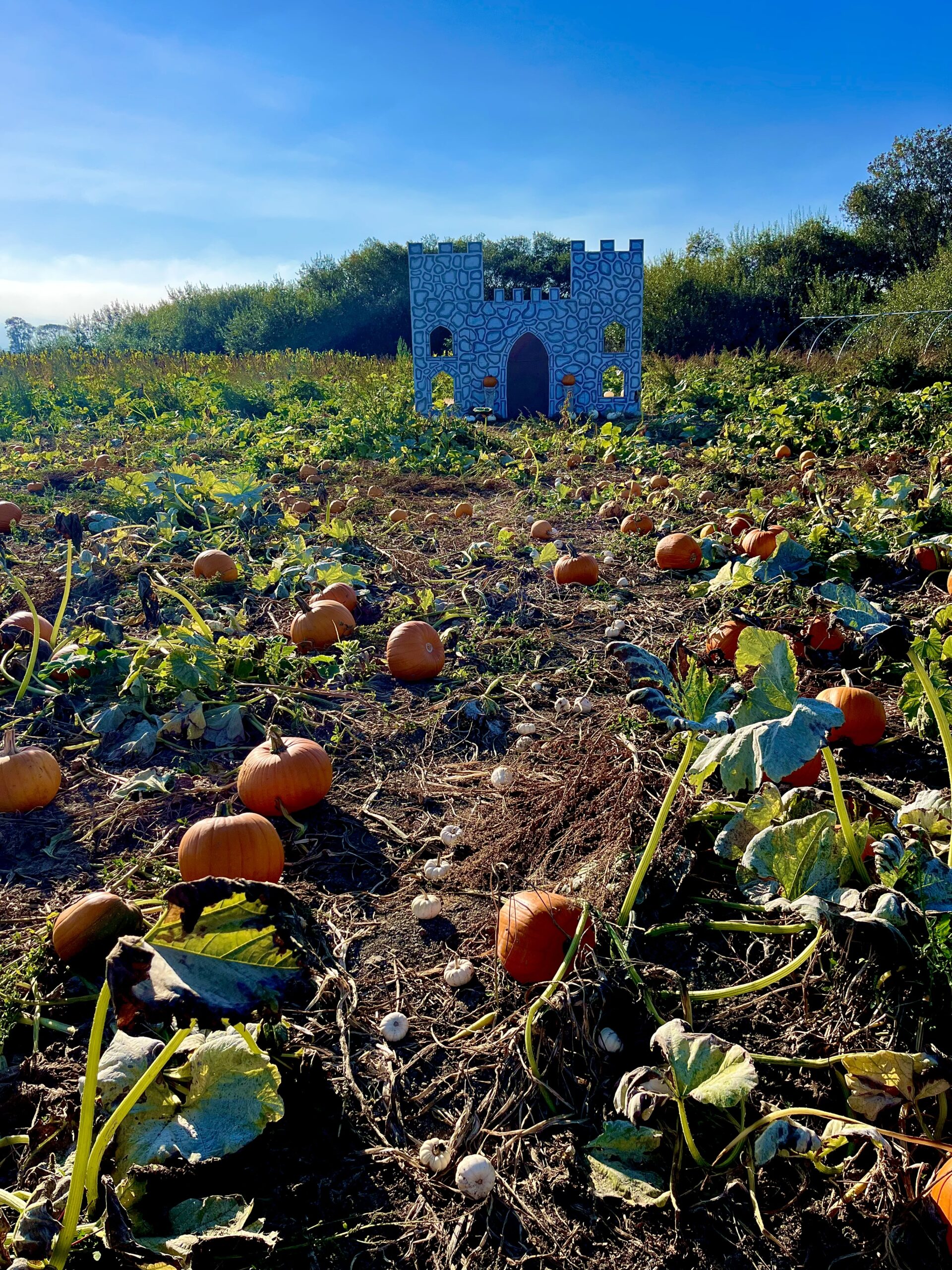 the enchanted castle in the enchanted pumpkin patch