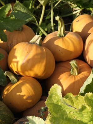 A pile of our sweet pie pumpkins