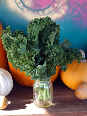 Curly Kale Bunches