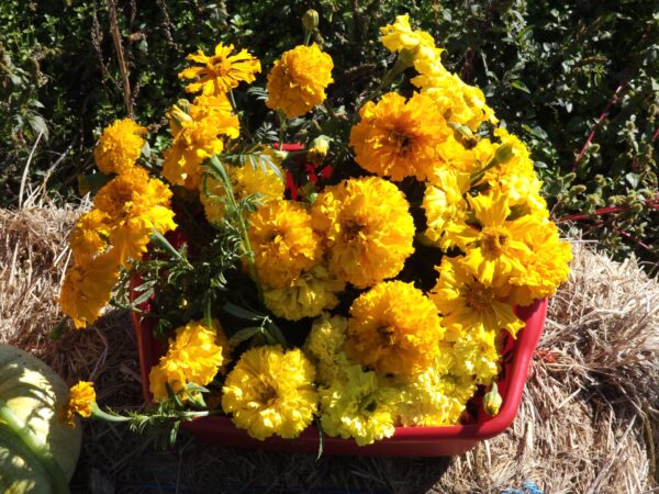 A generous amount of marigolds