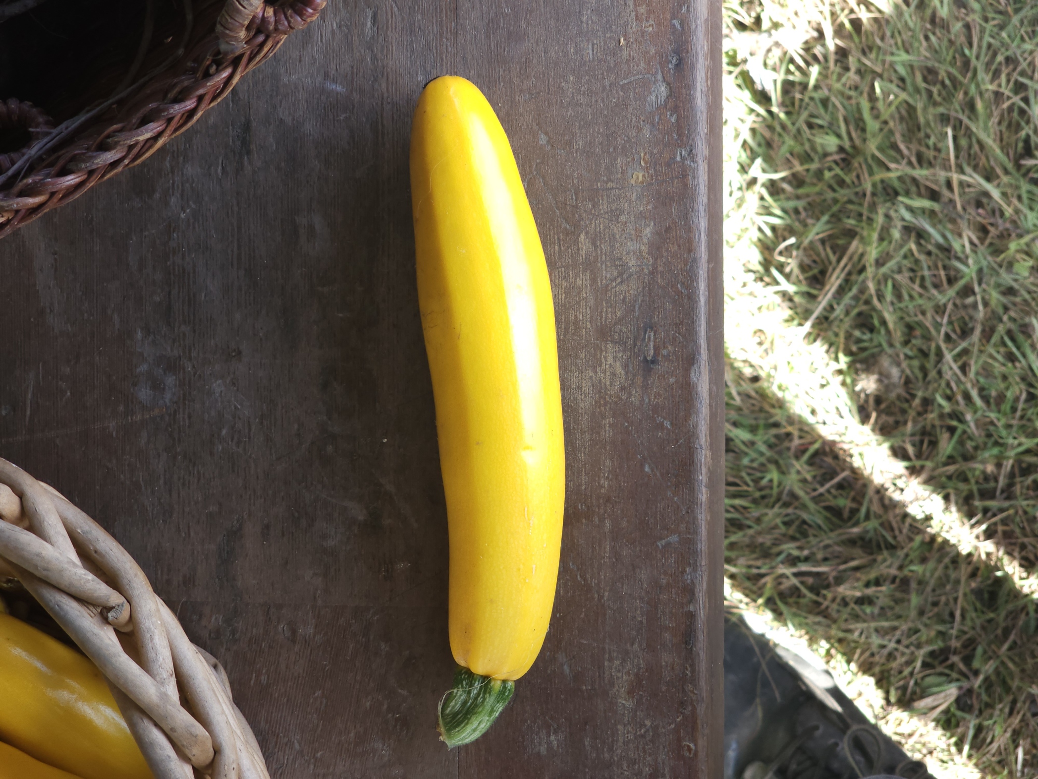 A bright yellow summer squash on our farmstand