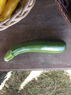 a gorgeous organic zucchini on our farm stand