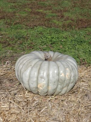 Jarrahdale pumpkins have firm dry flesh excellent for many culinary applications