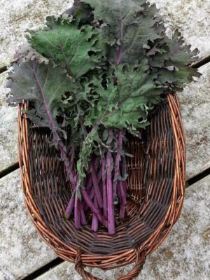 Red Russian Kale Bunches