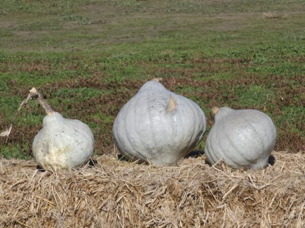 3 sizes of blue hubbard squash from our field